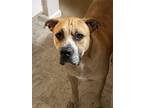 Adopt Lilo a Brown/Chocolate - with White American Pit Bull Terrier / American
