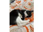 Adopt Zuko a Black & White or Tuxedo Domestic Shorthair / Mixed (short coat) cat