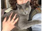 Adopt Cinder a Gray or Blue Chartreux (short coat) cat in San Diego