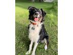 Adopt Truly a Black - with Tan, Yellow or Fawn Australian Shepherd / Mixed dog