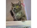 Adopt Brewster a Gray or Blue Domestic Longhair / Domestic Shorthair / Mixed cat