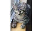 Adopt Merry a Brown Tabby Domestic Shorthair / Mixed (short coat) cat in Minot