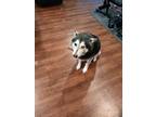 Adopt Rocki a Black - with White Husky / Mixed dog in Allen, TX (41332337)