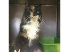 Adopt Chloe a Calico or Dilute Calico Domestic Mediumhair (medium coat) cat in