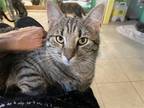 Adopt Wynken a Brown Tabby Domestic Shorthair / Mixed (short coat) cat in Flint