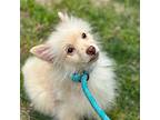 Adopt Parker a Tan/Yellow/Fawn Pomeranian / Mixed dog in Burlington