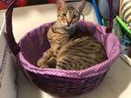 Adopt Athena a Tortoiseshell Domestic Shorthair / Mixed (short coat) cat in