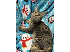 Adopt Boberry a Gray, Blue or Silver Tabby Domestic Shorthair (short coat) cat