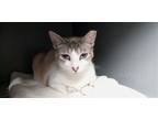 Adopt Ping Ping a Cream or Ivory (Mostly) Snowshoe / Mixed (medium coat) cat in