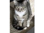 Adopt October a Gray, Blue or Silver Tabby Domestic Shorthair / Mixed (short