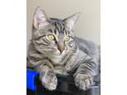 Adopt Pippin a Brown Tabby Domestic Shorthair / Mixed (short coat) cat in Minot