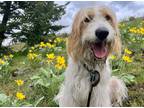 Adopt Jake-adoption pending a White Great Pyrenees / Irish Wolfhound dog in