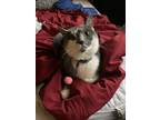 Adopt Bambi a Gray or Blue American Shorthair / Mixed (short coat) cat in