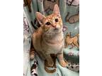 Adopt Hobbes a Orange or Red Domestic Shorthair (short coat) cat in Butner