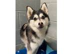 Adopt Oliver a Pomeranian / Siberian Husky / Mixed dog in Matawan, NJ (39757290)