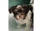 Adopt Bellini a Shih Tzu / Mixed dog in Matawan, NJ (41321921)