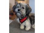 Adopt Valentine a Shih Tzu / Mixed dog in Matawan, NJ (41322027)