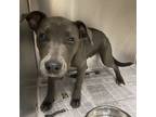 Adopt Harold a Gray/Blue/Silver/Salt & Pepper Retriever (Unknown Type) / Mixed