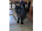 Adopt Tezcatlipoca a All Black Domestic Longhair / Mixed (long coat) cat in