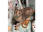 Adopt Mimi a Tan or Fawn Tabby Domestic Shorthair (short coat) cat in Butner