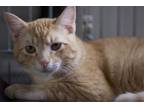 Adopt Dorito a Orange or Red Domestic Shorthair / Domestic Shorthair / Mixed cat