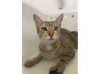 Adopt Katniss a Brown Tabby Domestic Shorthair / Mixed Breed (Medium) / Mixed