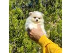 White Fluffy Ball