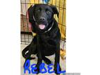 Adopt Rebel a Black Labrador Retriever / Boxer / Mixed dog in Plain City