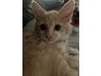 Adopt Mister Kitty a Tan or Fawn Tabby Domestic Mediumhair / Mixed (medium coat)