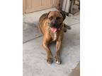 Adopt Bailey a Brindle Bullmastiff / Mixed dog in Sacramento, CA (41332084)