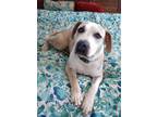Adopt Cooper a Tan/Yellow/Fawn - with White Coonhound / Mixed Breed (Large) /