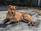 Adopt Hank a Tan/Yellow/Fawn - with White Australian Cattle Dog / German