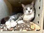 Adopt Teddy a Brown Tabby Domestic Shorthair (short coat) cat in Powell