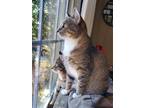 Adopt Tiger & Mittens, bonded (FCID# 09/12/2023 - 42) C a Brown Tabby Domestic
