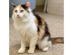 Adopt Lettie a Domestic Longhair / Mixed (long coat) cat in Great Bend