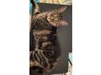 Adopt Mr. Bean a Brown Tabby American Shorthair / Mixed (short coat) cat in