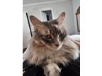 Adopt Skittles a Gray or Blue Maine Coon / Mixed (medium coat) cat in Fort