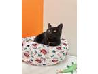 Adopt Ivy a All Black Domestic Shorthair (short coat) cat in Lewisville