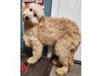 Adopt Nelly a White Australian Shepherd / Labradoodle dog in Colville