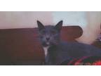 Adopt Robin a Gray or Blue (Mostly) Russian Blue / Mixed (medium coat) cat in
