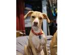 Adopt Missy a Tan/Yellow/Fawn Beagle / American Pit Bull Terrier / Mixed dog in