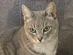 Adopt Honey [CP] a Gray or Blue (Mostly) Domestic Shorthair / Mixed (short coat)