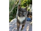 Adopt Percy [CP] a Gray or Blue (Mostly) Domestic Mediumhair / Mixed (medium