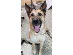 Adopt Vince a Tan/Yellow/Fawn German Shepherd Dog / Mixed dog in Ellisville