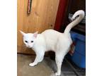 Adopt Tulia a White Domestic Shorthair / Domestic Shorthair / Mixed cat in