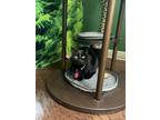 Adopt Ida a All Black Domestic Shorthair (short coat) cat in Lewisville