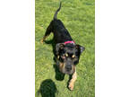 Adopt Phoenix a Black Mixed Breed (Small) / Mixed Breed (Medium) / Mixed (short