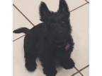 Scottish Terrier Puppy for sale in Purcell, OK, USA