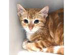 Adopt Reeve a Orange or Red Domestic Shorthair / Mixed Breed (Medium) / Mixed