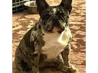 French Bulldog Puppy for sale in Bakersfield, CA, USA